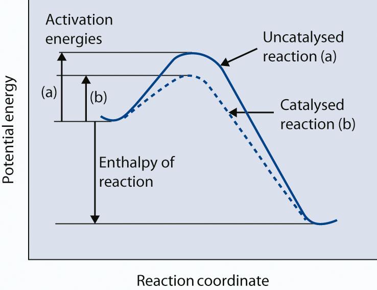Heterogeneous catalysis Catalyst: increases rate of a chemical reaction doesn t take in the overall chemical reaction is unchanged chemically at the end of the
