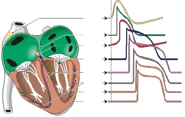 sinus node atrial muscle AV node common bundle bundle branches Purkinje fibers ventricular muscle Figure 6.