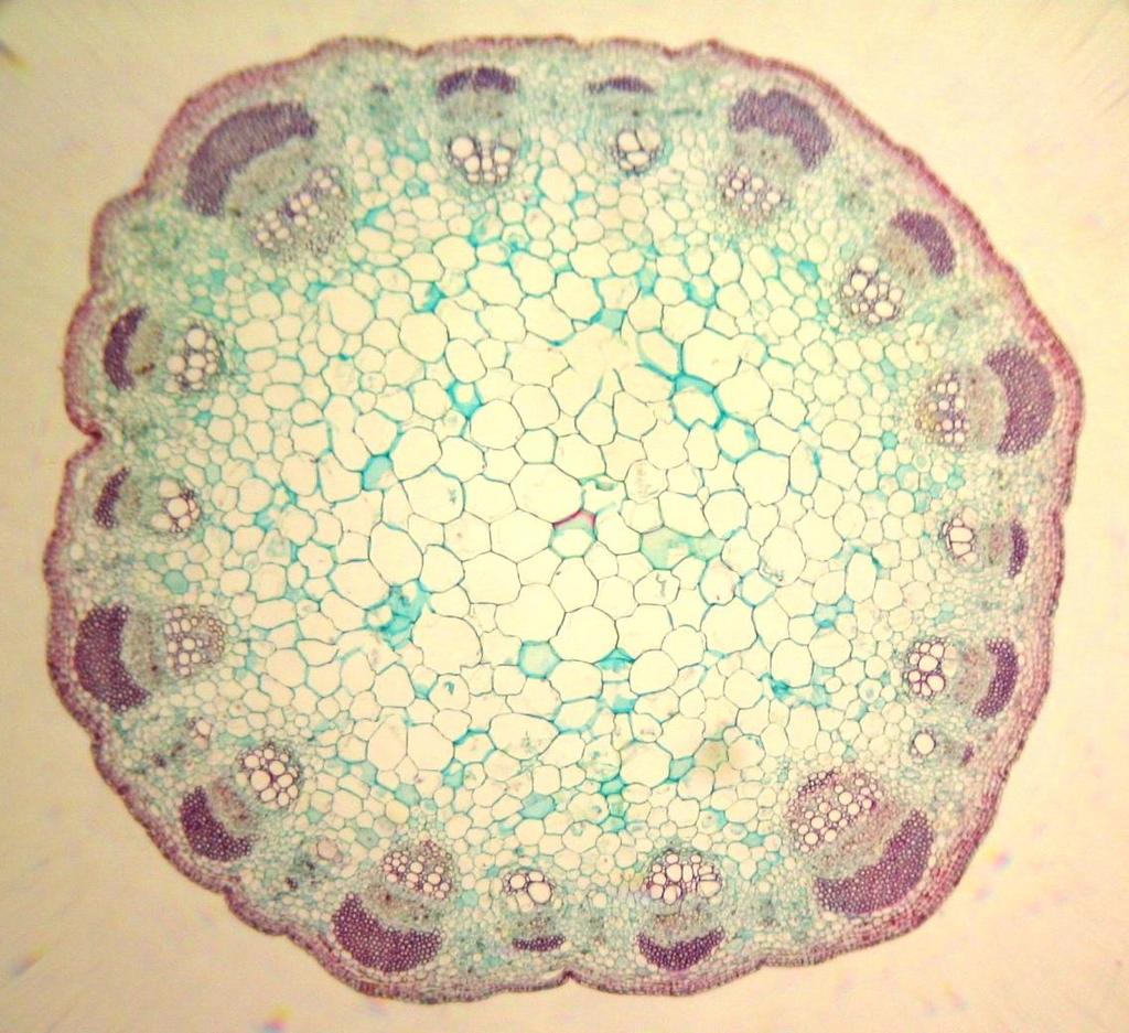 Obs. 4 Sunflower stem cross section (Helianthus) Ground tissue
