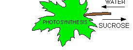 SYNTHESIS: Uses energy to convert inorganic compounds to organic compounds in