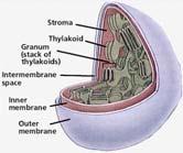 Thylakoid membranes :