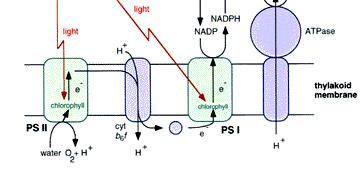 Energy Generation Photophosphorylation Antenna pigments & Reaction center ph