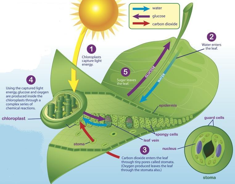 The main function of the leaf involves three processes for food production: The stomata on the underside of the leaf allow the CO2 and sunlight to get inside the leaf.
