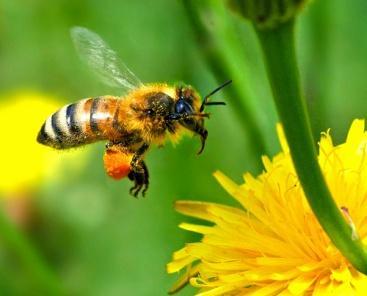 Some plants rely on insects to carry the pollen, other plants use wind or water.