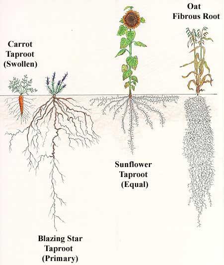 The larger and taller plants are, the bigger the root