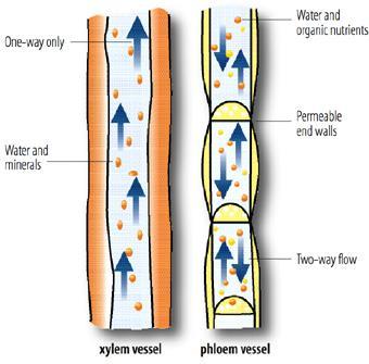 The plant s circulation system is made of two types of tubes: Xylem: strong and