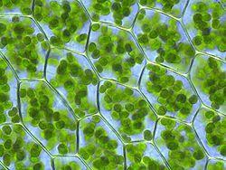 The chlorophyll is stored in the cells chloroplasts. The chlorophyll traps the light energy from the sun and converts it to food for the plant to use.