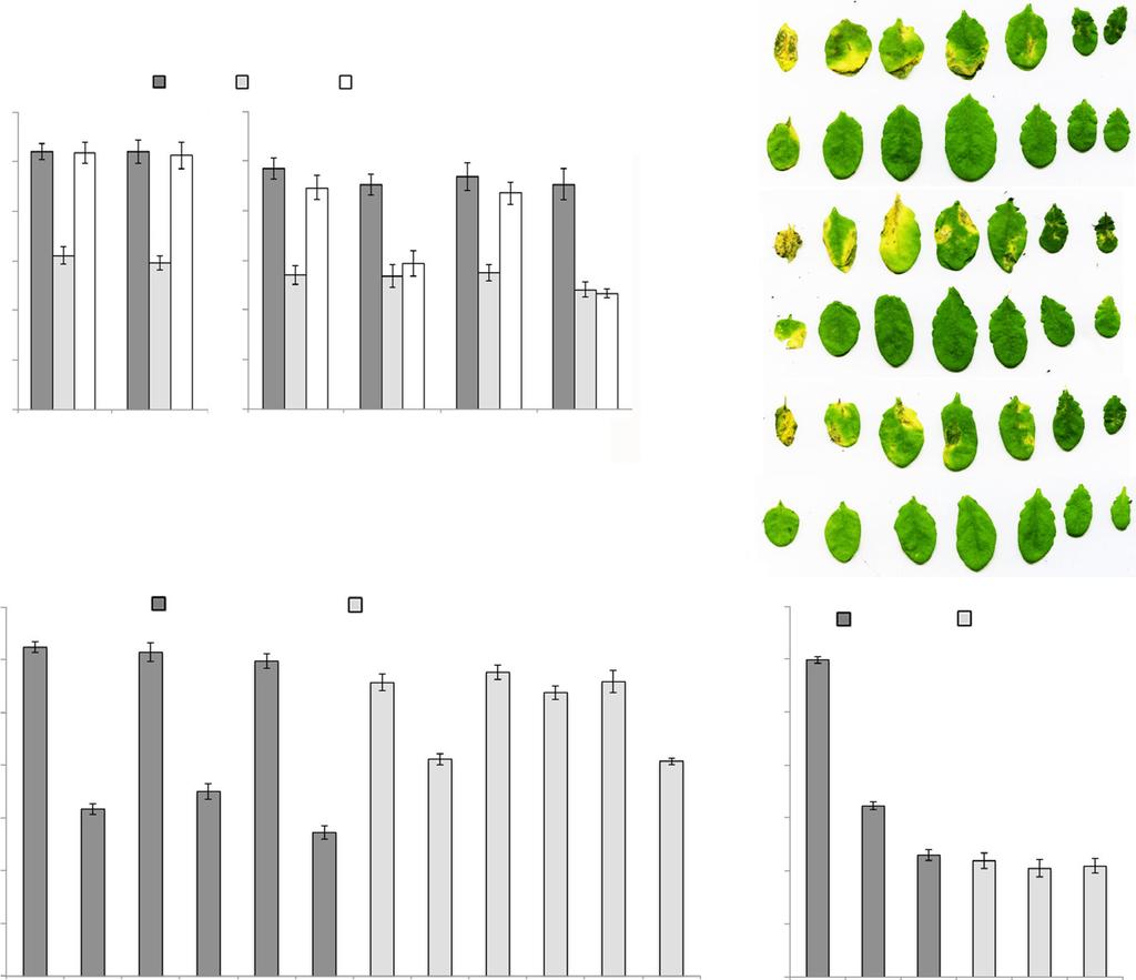 1384 Research New Phytologist (a) (b) (c) (d) Fig. 3 Dominant jaz2δjas mutants are impaired in coronatine (COR)-induced stomata reopening and resistance to Pseudomonas syringae infections.