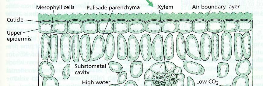 The relationship between water loss and stomatal