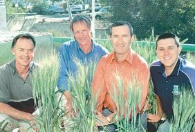 This has recently led to the commercial production of new wheat varieties known as Drysdale and Rees with high WUE, quality and level of disease resistance.