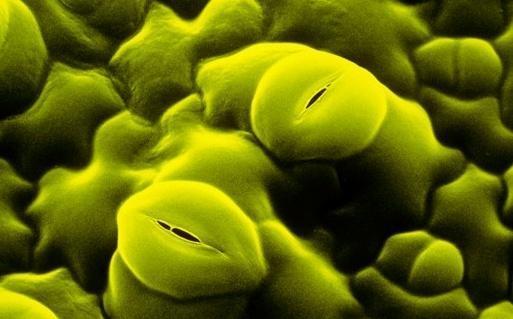 Stomata can open to release water vapor or close to conserve it.