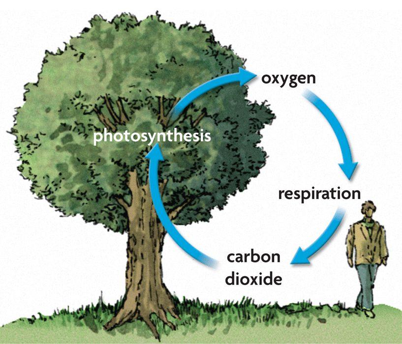 Carbon: The basic constituent of all organic compounds Lipids, carbohydrates, DNA, Etc.
