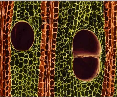 The Xylem Angiosperms broad leaves most transport through vessels Gymnosperms