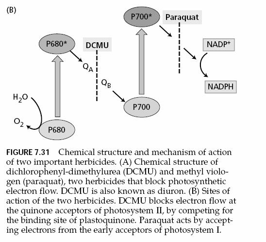 A large class of herbicides operate by interrupting the photosynthetic electron transport chain: Turning to C assimilation