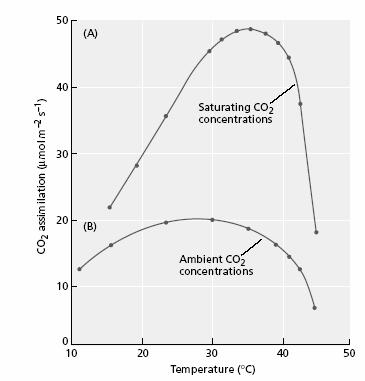 Carbon dioxide compensation. Heat.