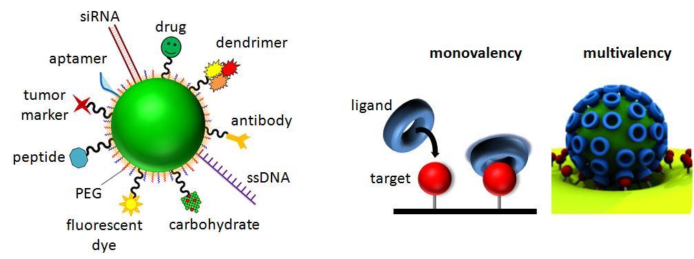 2. Theoretical Background 8 Figure 2-3: Surface-modification of nanoparticles with different ligands, generating functional conjugates. For example, RNA and DNA can be used for genetic manipulation.