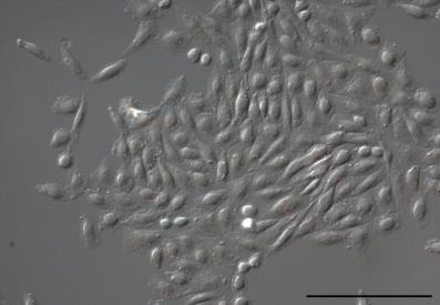 372 Au/D3_5+ Au/D3_8+ Au/D3_1+ 5μm 5μm 5μm Mock treated Au 1 µm 5μm 5μm Figure 4-64: Light microscopy images of cells