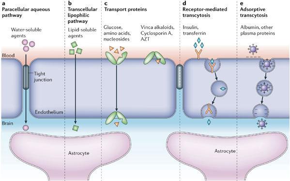 2. Theoretical Background 3 Figure 2-1: Different mechanisms that can mediate the crossing of the blood-brain barrier.