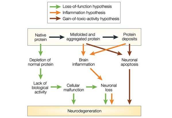 2. Theoretical Background 38 Figure 2-12: Hypotheses relating the process of protein misfolding to ultimate neurodegeneration.