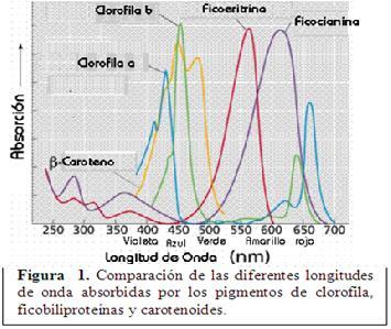 Nano environment of Azolla caroliniana GUERRERO Sofía (ESPE), MONTAÑO Mariano (ESPOL), FERNÁNDEZ Eduardo (UAM), CARRAPICO Francisco (UL) ABSTRACT It s known that the cyanobacteria Anabaena provides
