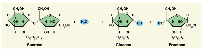 bonds between molecules dehydration synthesis Ex.