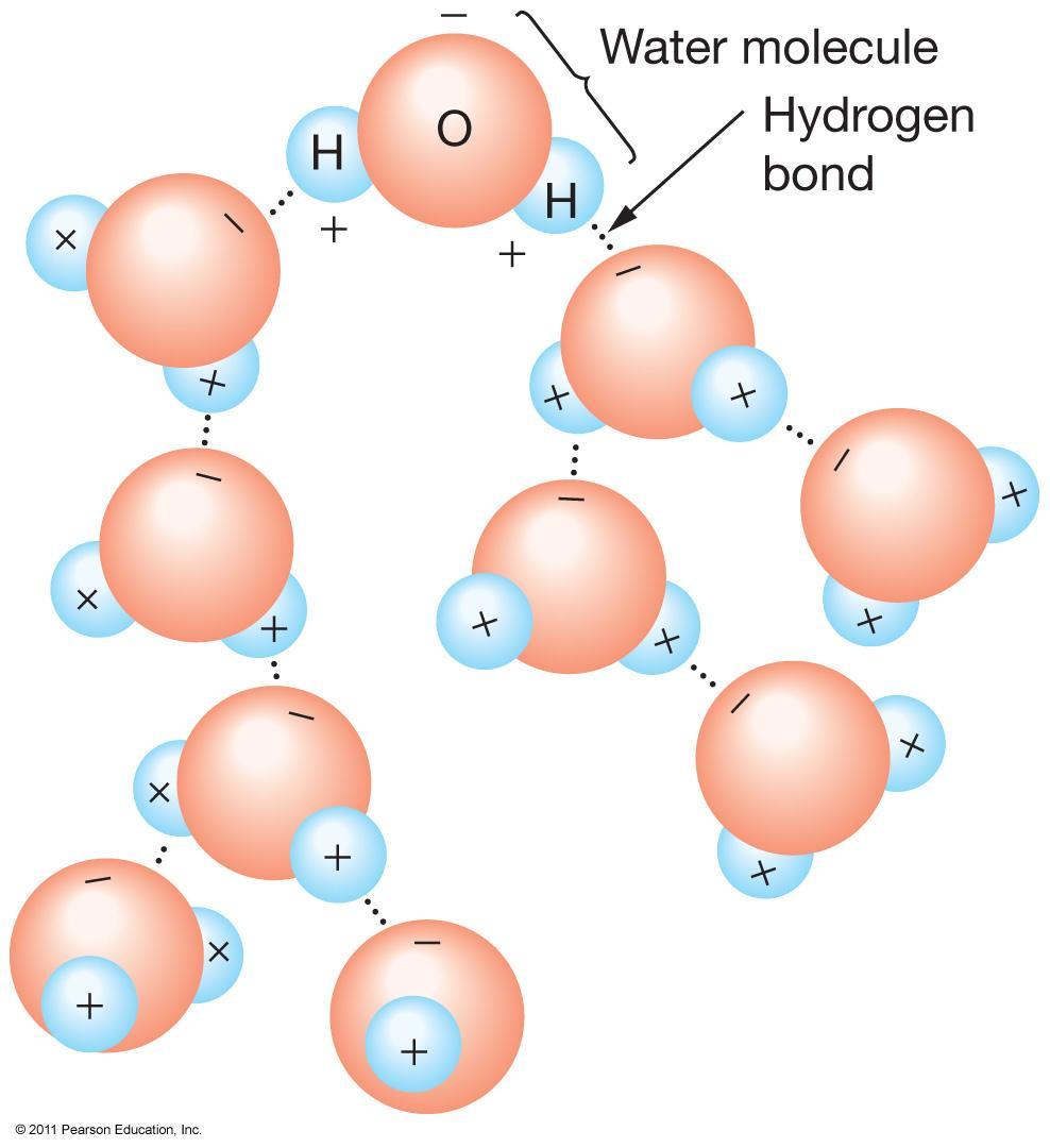 Hydrogen Bonding Polarity means small negative charge at O end Small positive charge at H
