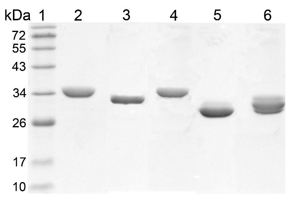 Fig. S1 SDS-PAGE analysis of the purified recombinant Lig enzymes. Gel was stained with Coomassie blue.