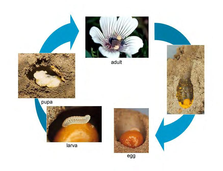 Life Cycle of Solitary
