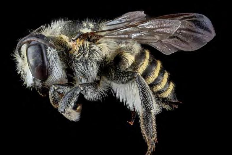 in pollination by utilizing bee condos.