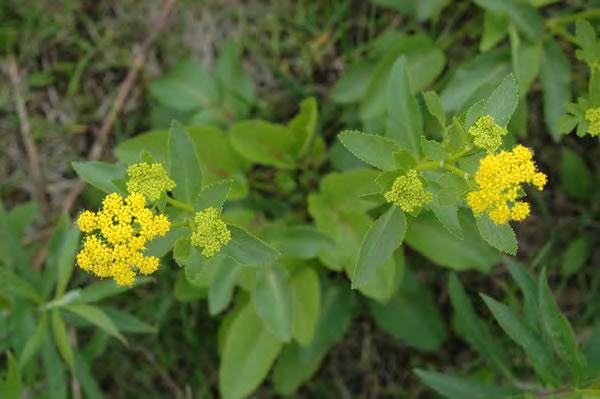 Native Plants for Specialized Native Bees Golden Alexanders, Zizia spp.
