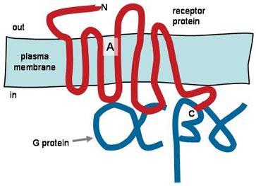 G-PROTEIN-COUPLED RECEPTORS (GPCRs) Are integral plasma membrane proteins that transduce signals from extracellular ligands to signals in intracellular G-proteins (GTP binding proteins) GPCRs has
