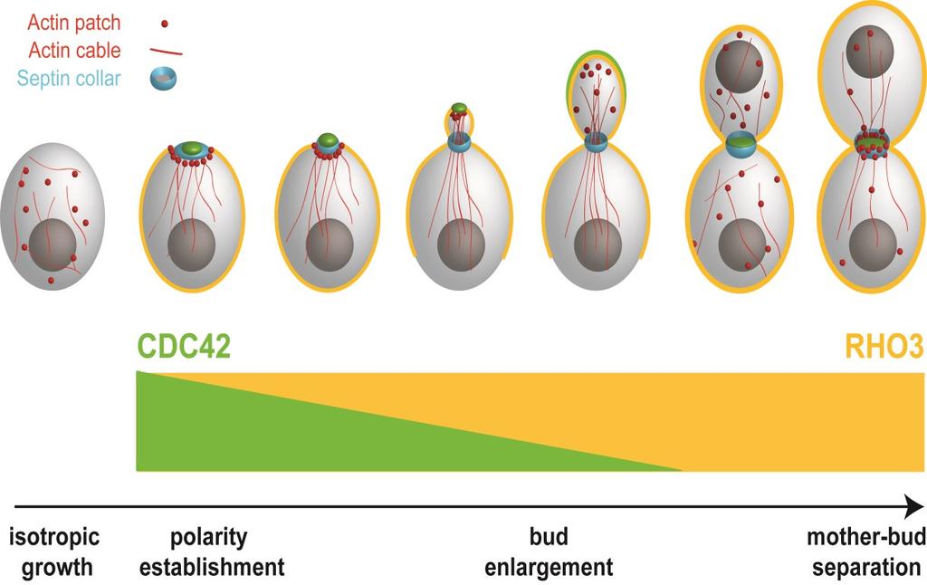 Figure 1.2 Rho GTPase localization and polarized growth. The re-localization of Cdc42 and Rho3 throughout the cell cycle reflects the stages at which they control polarized growth.