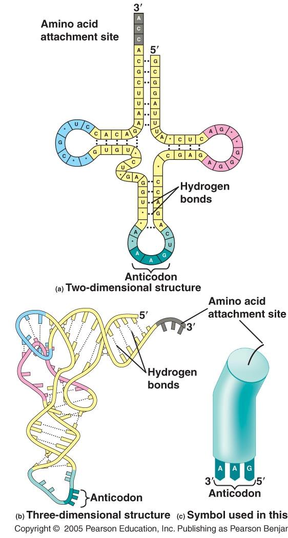 Is responsible for bringing the correct amino acid to the ribosome-mrna