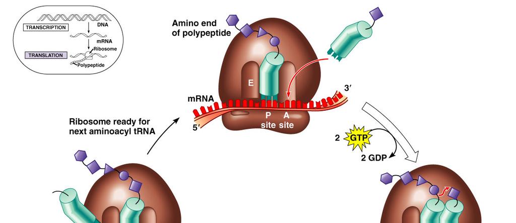 Creation of a polypeptide trna binds to A site GTP GDP Like ATP Loses phosphate;