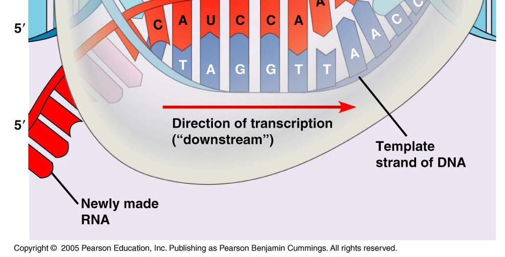 eukaryotes transcription rates may