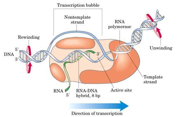 RNA Polymerase = The Enzyme