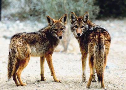 Example: coyote.xlsx Question: is there a difference in size between males and females coyotes?