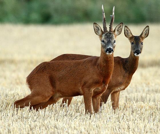 B o d y M a s s Correlation: example roe deer.