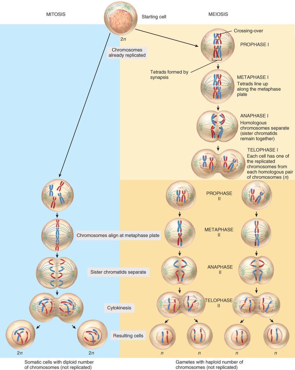 COMPARISON OF MITOSIS AND MEIOSIS From your knowledge of chromosomes (lecture