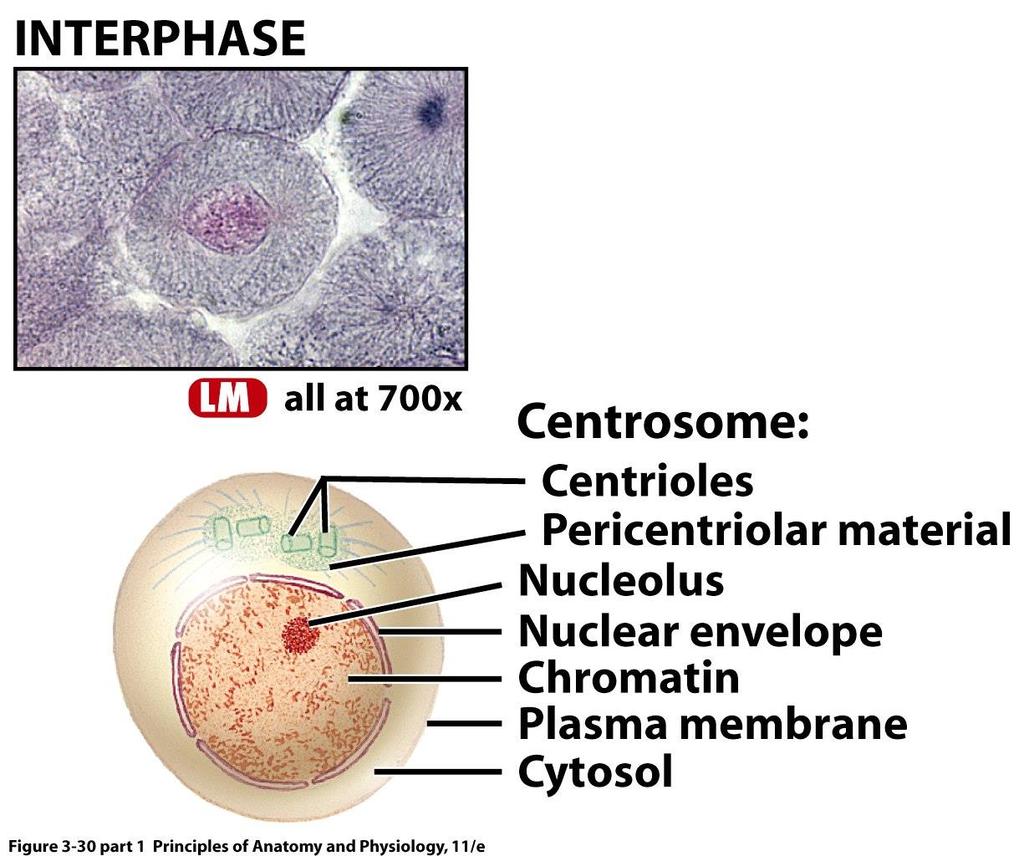 Entry point into mitotic (nuclear) division followed by cytokinesis