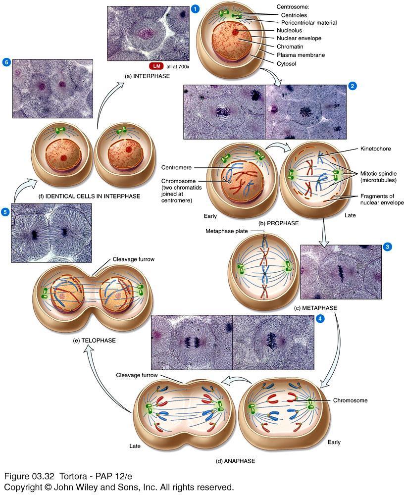 MITOTIC PHASE Definition: Mitosis is the movement of two sets of chromosomes - one set into each of two separate