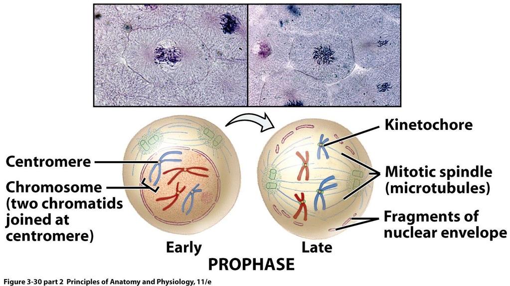 chromatids held together by a centromere Late prophase: Nucleolus & nuclear envelope disappear Each Centrosome
