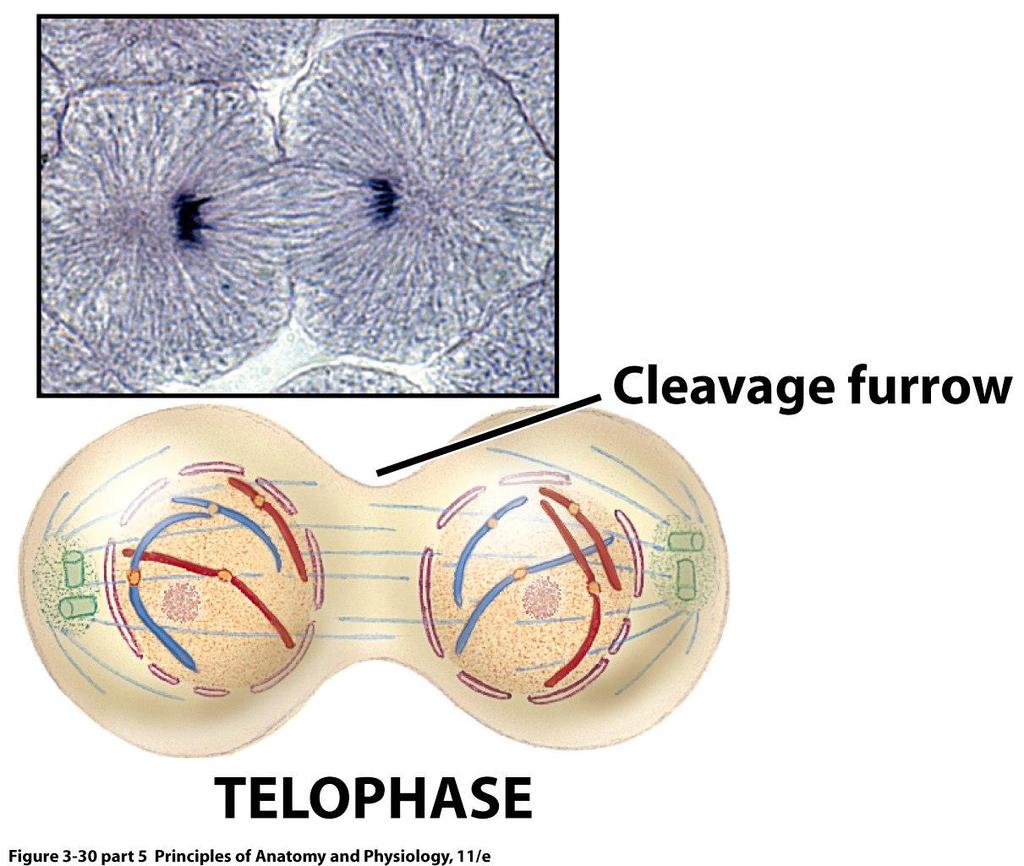 Telophase begins as soon as chromatid movement stops then: TELOPHASE - the identical sets of chromosomes at opposite poles of the cell uncoil and revert to their threadlike chromatin