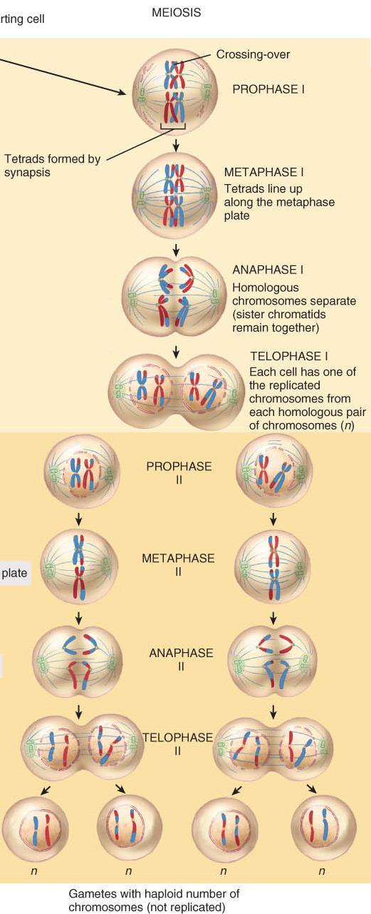 REPRODUCTIVE CELL DIVISION o Meiosis results in the production of haploid cells that contain only 23 chromosomes.