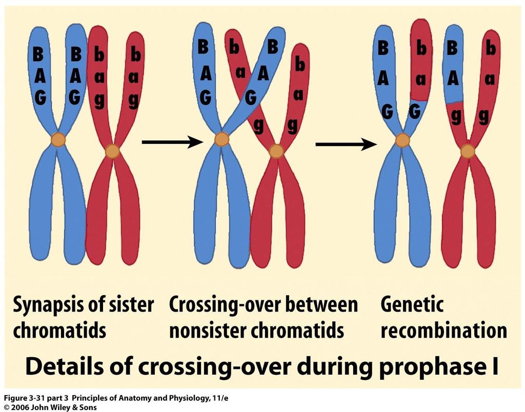 PROPHASE I CROSSING OVER Definition: Homologous recombination is a process where chromosomes are cleaved and the fragments rejoined to give new