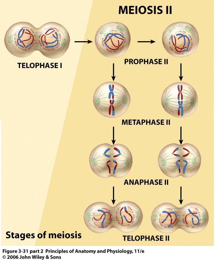 MEIOSIS II o Meiosis II consists of prophase II, metaphase II, anaphase II, and telophase II o These phases are
