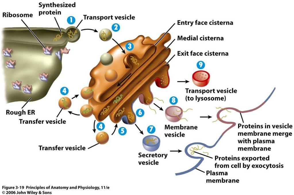 You have already encountered trafficking linked to the plasma membrane, but Proteins and lipids are transported around the cell using vesicles.