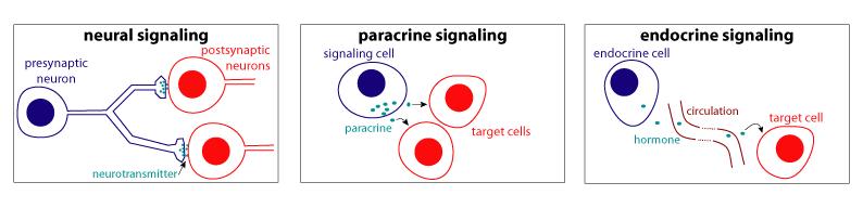Signalling is linked to trafficking: specific molecules secreted from the cells act as signalling molecules Neurotransmitters secreted from neuron act on the downstream target muscle cell or another
