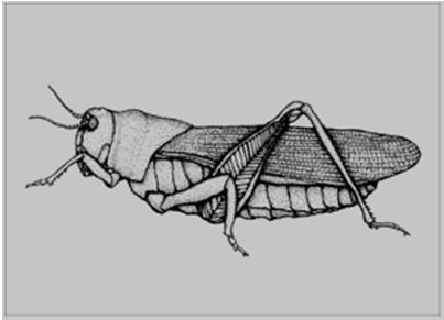 Orthoptera Straight wings is the meaning The