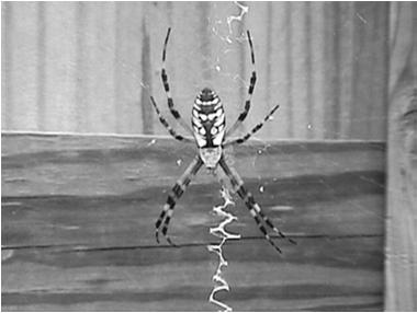Araneida Commonest spiders here are the